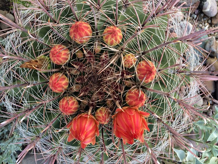 Catalina Foothills Nature Red Flowers, Tucson AZ