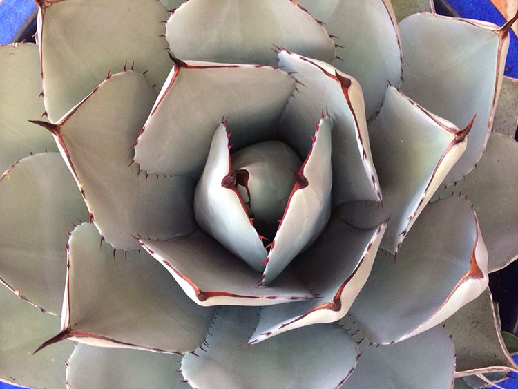 Catalina Foothills White Flowers, Tucson AZ