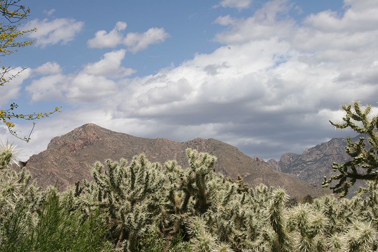 Tohono Chul Botanical Gardens Catalina Mountain Views, Tucson AZ