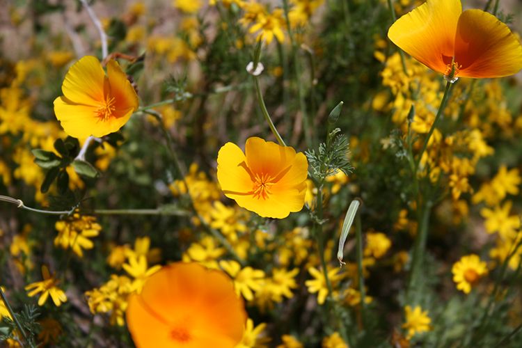 Tohono Chul Botanical Gardens Botanical Gardens Gold Poppy, Tucson AZ