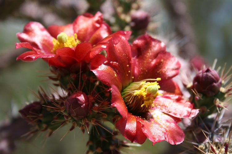 Tohono Chul Botanical Gardens Botanical Gardens Red Flower, Tucson AZ