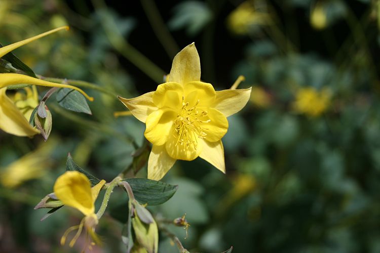 Tohono Chul Botanical Gardens Botanical Gardens Yellow Flower Nature, Tucson AZ